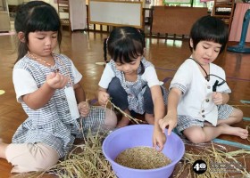 อนุบาลแกะเมล็ดข้าว (๑๘-๑๙ พ.ย.๖๘) Image 7